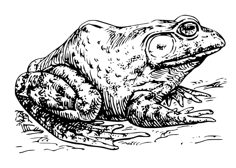 Bullfrog vintage illustration